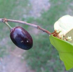 درخت برگ اطلسی